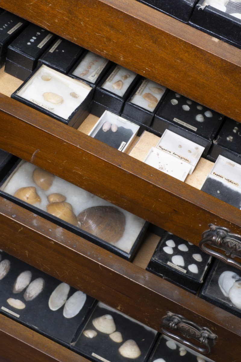 Robert Rendall shell cabinet Photograph of several drawers containing shells