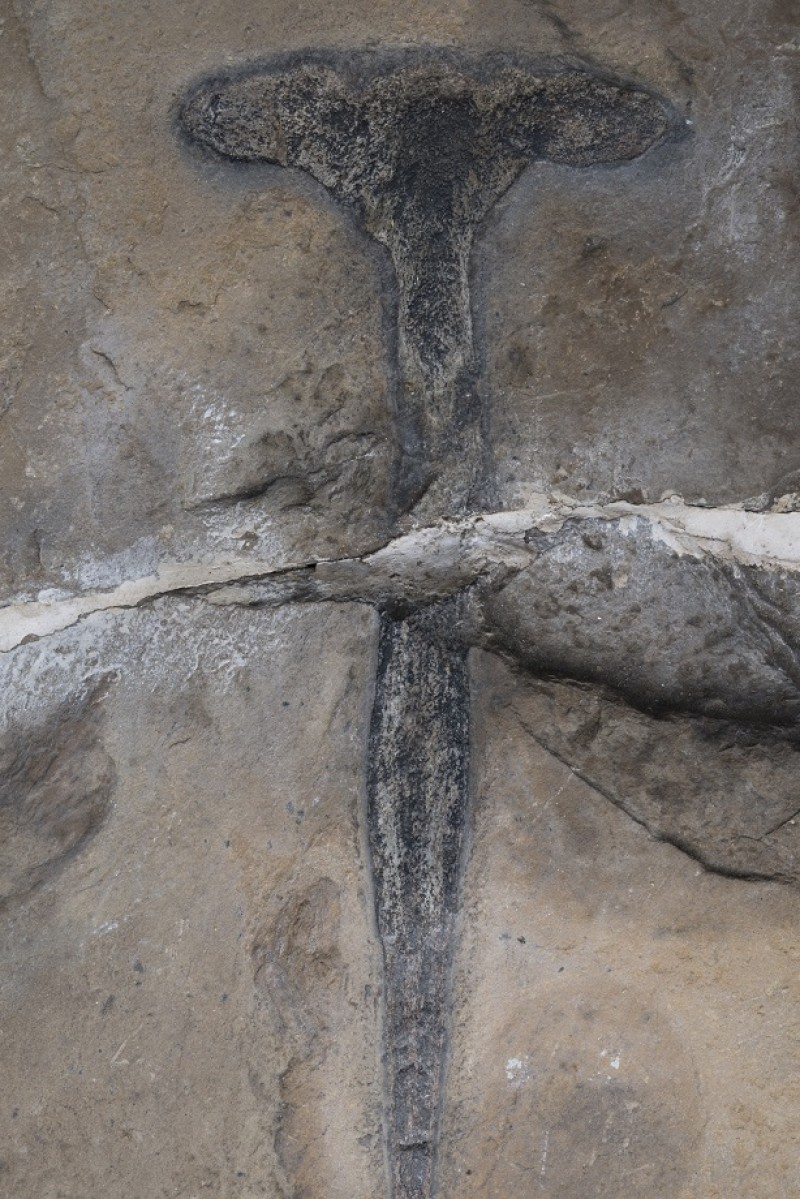 Homosteus milleri traq (c) Stromness Museum