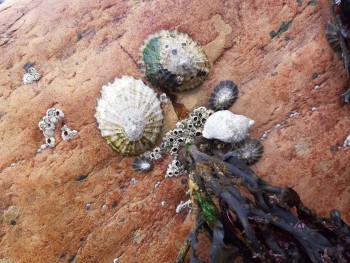 Dog Whelk feeding on limpets. Image credit: Holly Young The photograph shows limpets and dog whelks on a rock face. The dog whelk is feeding on limpet.