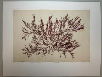 Ceramium sp. collector: Robert Rendall location: Carness