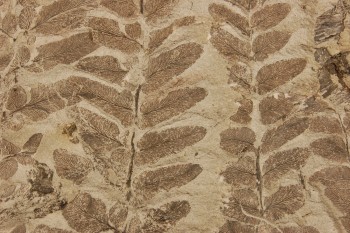 Fossil Neuropteris: Impression of fronds (Carboniferous). Stromness Museum photograph of a fossil detailing leaves of plant