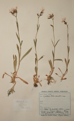 Plant specimen from Magnus Spence's Orkney Herbarium. photograph of a pressed plant specimen