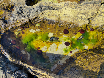 Mussels attached to rocks in a tidal pool The image shows a rockpool. Inside the rockpool there are mussels. There are also anemones and seaweed.