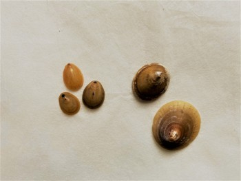 Specimens of limpets from Robert Rendall's shell collection Photograph showing examples of two limpet species. On the left are three specimens of Blue rayed limpets. On the right are two specimens of Pallucid limpet.