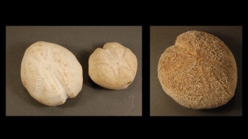 Photographs of sea potatoes