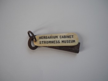 Keys to the herbarium an old key is lying on a white surface. There is slight rust and corrosion to the key. A white label is attached to the key on a key ring and reads 'Herbarium Cabinet Stromness Museum' in black text
