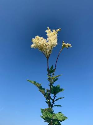 Meadowsweet A Meadowsweet is pictured against a blue sky. The plant has green leaves at the base leadingup to a white/yellow flowering plant.