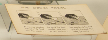 Illustration by Robert Rendall: ‘How Bivalves Travel’ - I thought it looked like a comic book strip or an animation storyboard. This now features in the Museum’s temporary ‘Living Wrecks’ exhibition. Illustration by Robert Rendall: ‘How Bivalves Travel’ - I thought it looked like a comic book strip or an animation storyboard. This now features in the Museum’s temporary ‘Living Wrecks’ exhibition.