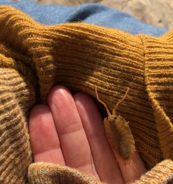 Sea Slater at Walkmill. Image: Frances Scott a close up of a sea slater crawling in a person's hand. You can see four fingers which are resting in the mustard coloured sweater.