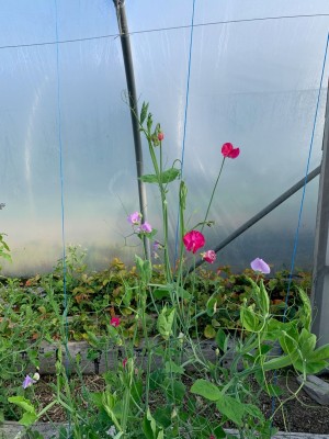 Sweetpea a sweetpea flower is in the centre of the image, with pinl and purple flowers. There are other plants behind, gowing in a poly tunnel