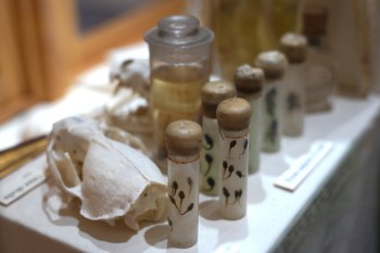 Tadpole to toad exhibit, Stromness Museum. Image: Mary Grieve Pictured is a close up of image of a museum case display. In the forfront of the image are vials containing tadpole specimens. Behind the vails is a glass specimen jar and the skull of an otter.