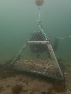 A underwater photograph of the base of Shoogly Holm on the sea bed.