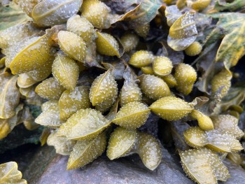 Seaweed