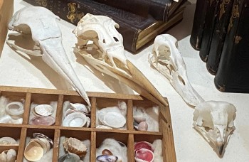 4 bird skulls in museum display cabinet alongside other items 