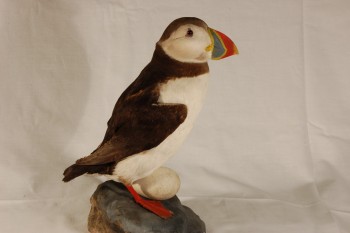 Puffin