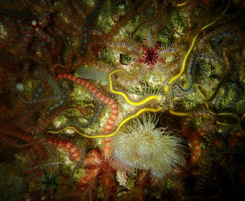 Brittle stars © Penny Martin