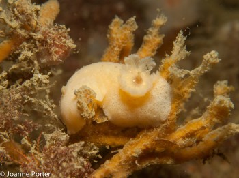 Jorunna tomentosa © Joanne Porter