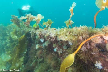 Kelp on HMS Royal Oak © Joanne Porter