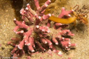 Maerl (calcareous seaweed) © Joanne Porter