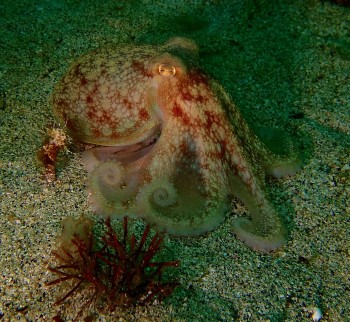 Octopus © Joanne Porter