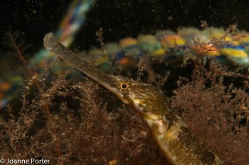 Pipe fish © Joanne Porter