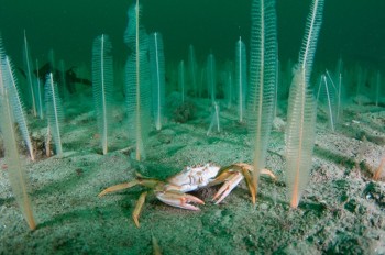 Swimming crab in sea pen forest © Richard Shucksmith