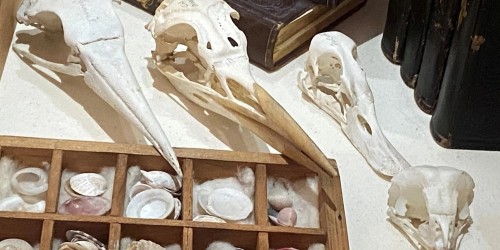 4 bird skulls in museum display cabinet alongside other items 