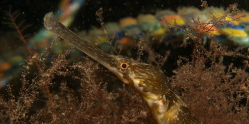 Pipe fish © Joanne Porter