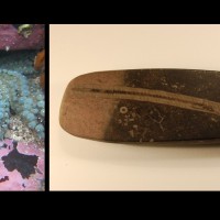 On the left is a photograph of a spinyy starfish, and on the right a fossil crinoid